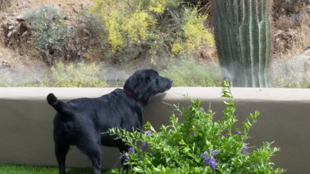 Cave Creek Misting Systems